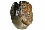 Ammonite In Septarian Nodule - Madagascar #113739-5